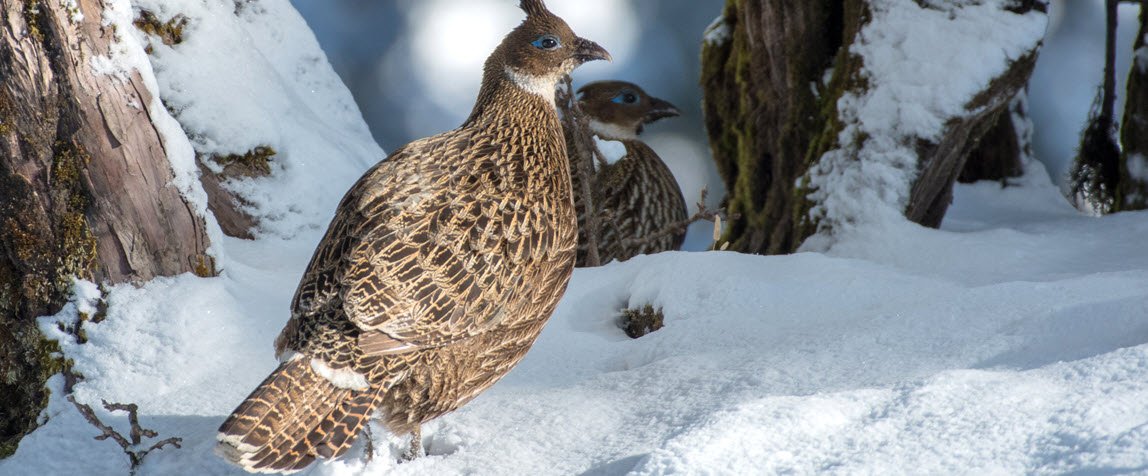 Kedarnath Wildlife Sanctuary, Chamoli, Uttarakhand - Vushii.com